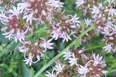 Lobelia jasionoides