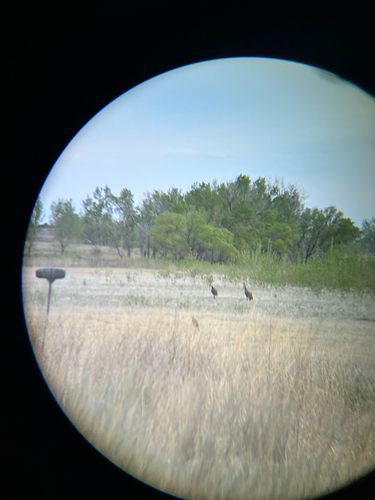 Sandhill Crane