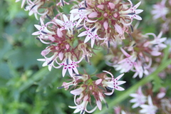 Lobelia jasionoides