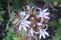 Lobelia jasionoides