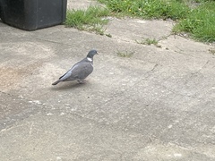 Columba palumbus