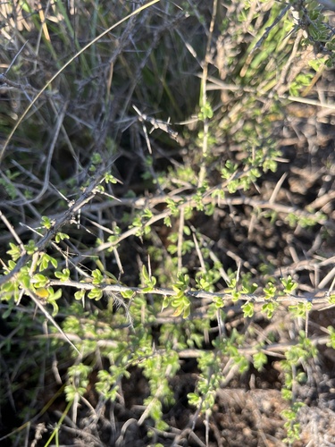 Lycium cinereum, photograph 3