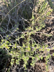 Lycium cinereum, photograph author not stated, no rights reserved