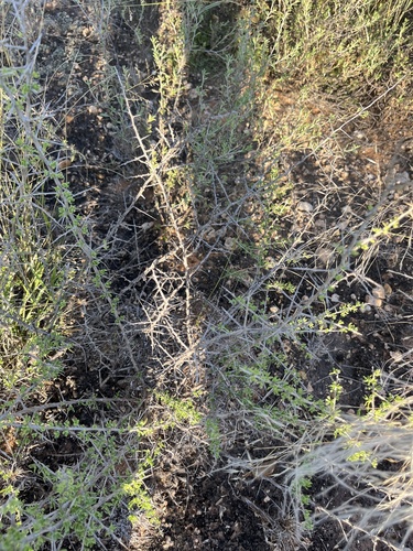 Lycium cinereum, photograph 4
