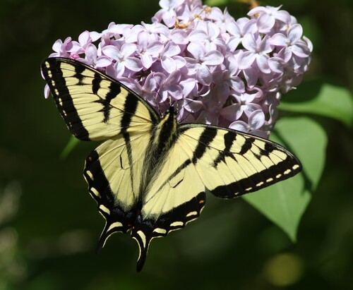 Canadian Tiger Swallowtail