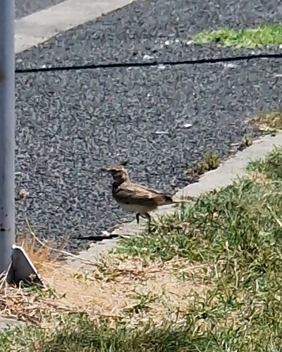 Crested Lark