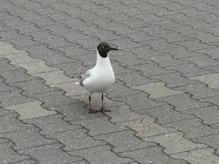 Chroicocephalus ridibundus