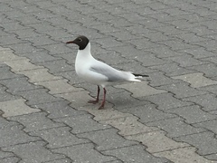 Chroicocephalus ridibundus