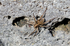Pardosa hortensis