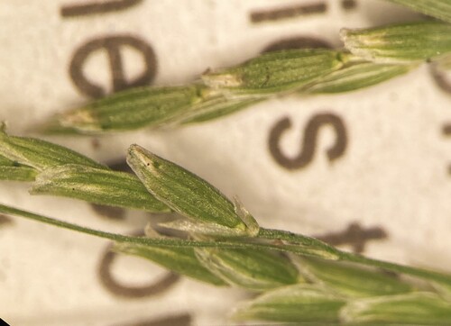 Glyceria leptostachya, 2025-08-28