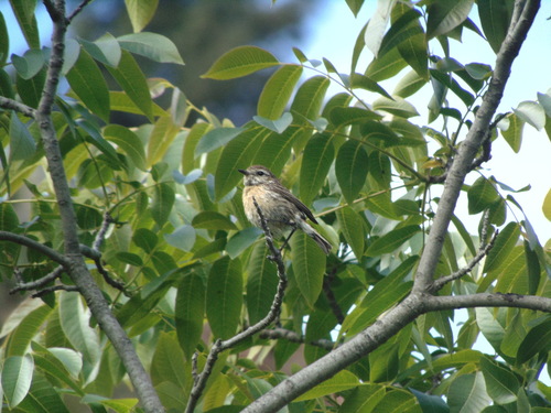 European Stonechat