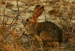 Lepus saxatilis