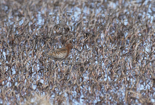 iNaturalist image