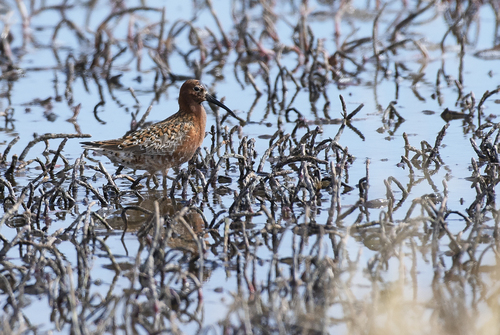 iNaturalist image