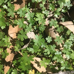 Hydrocotyle tripartita