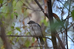 Eopsaltria georgiana