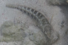 Parapercis australis