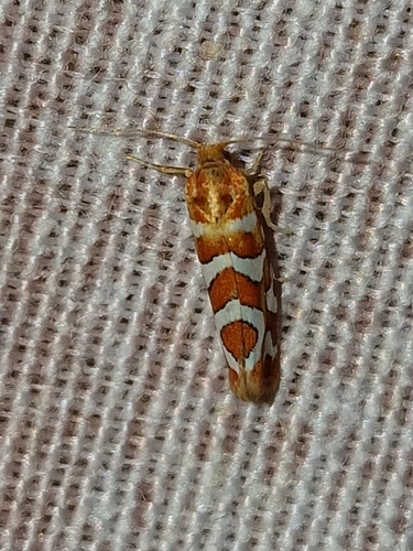 Aneuxanthis locupletana