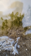 Bryopsis