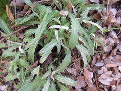 Stephanomeria cichoriacea