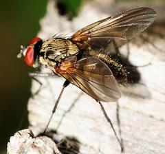 Hydrophoria lancifer