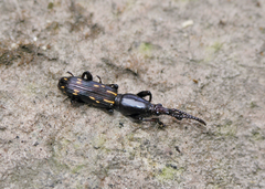 Arrhenodini