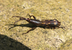 Arrhenodini