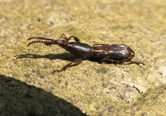 Arrhenodini