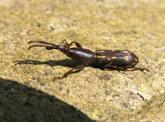Arrhenodini
