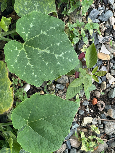 Squash
