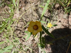 Gaya parviflora