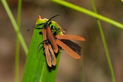 Trichalus semicostatus