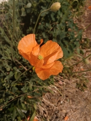 Papaver atlanticum