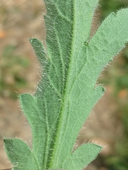 Papaver atlanticum