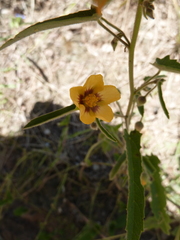 Gaya parviflora