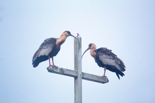 Buff-necked Ibis