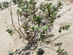 Calotropis procera image