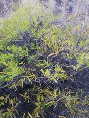 Periploca chevalieri