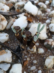 Monilaria moniliformis