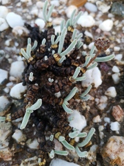 Monilaria moniliformis