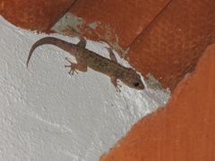 Phyllodactylus lanei