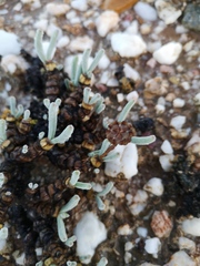 Monilaria moniliformis