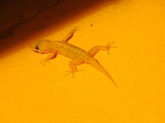 Phyllodactylus lanei