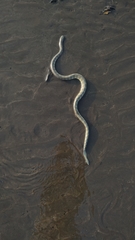 Hydrophis schistosus