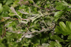 Podosphaera clandestina