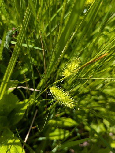 bottlebrush sedge