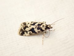 Eudonia aphrodes