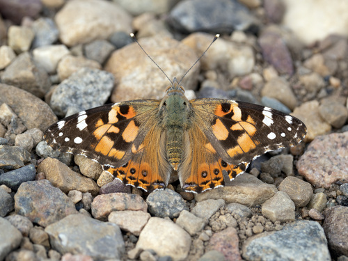Painted Lady