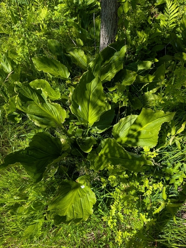 Eastern Skunk Cabbage