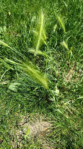 wall barley